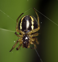 Hypsosinga sanguinea
