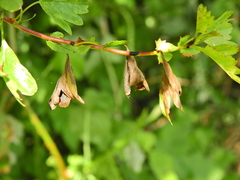 Monilinia johnsonii