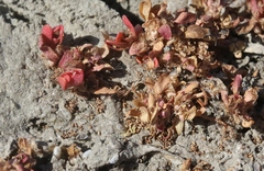 Elatine brachysperma