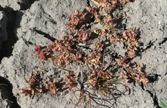 Elatine brachysperma