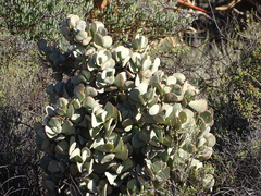 Crassula arborescens