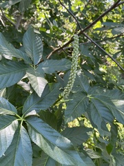 Aesculus californica