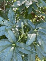 Aesculus californica
