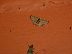 Synchlora amplimaculata