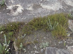 Rhodocoma fruticosa