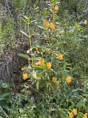 Diplacus aurantiacus