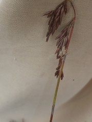 Rhodocoma fruticosa