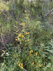 Diplacus aurantiacus