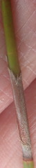 Rhodocoma fruticosa