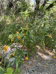 Diplacus aurantiacus