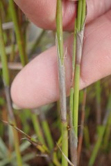 Rhodocoma fruticosa