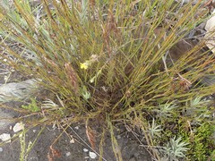 Rhodocoma fruticosa