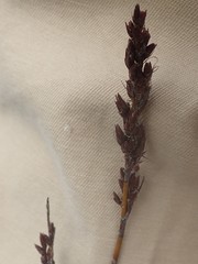 Rhodocoma fruticosa