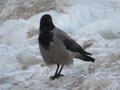 Corvus cornix
