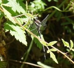 Eusynthemis guttata