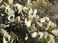 Crassula arborescens