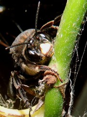 Xenoglossa gabbii