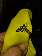 Cosmosoma regia