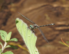 Eusynthemis brevistyla