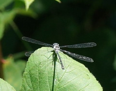 Austroargiolestes calcaris