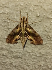 Hemeroplanes ornatus