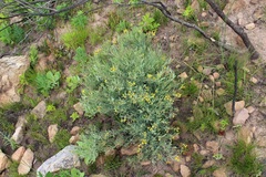 Rafnia racemosa