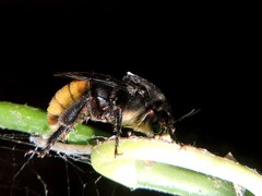 Xenoglossa gabbii