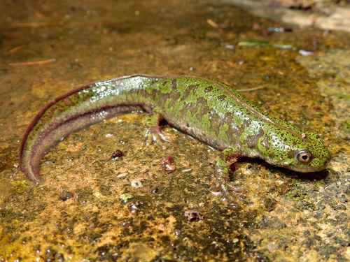 Lisbon pygmy newt