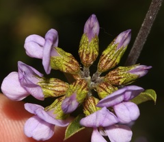 Psoralea rubicunda