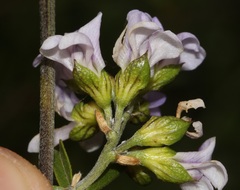 Psoralea rubicunda