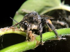 Xenoglossa gabbii