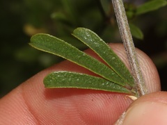 Psoralea rubicunda