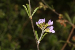 Psoralea rubicunda