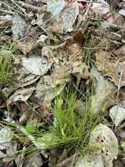 Carex leptalea