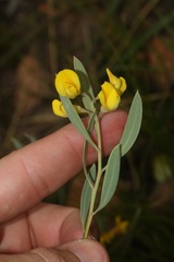 Rafnia racemosa
