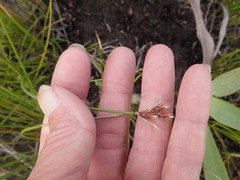 Hypodiscus alboaristatus