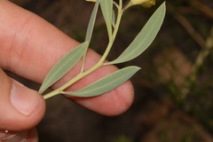 Rafnia racemosa