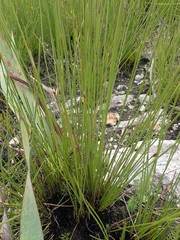 Hypodiscus alboaristatus