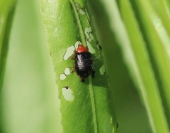 Plagiodera arizonae