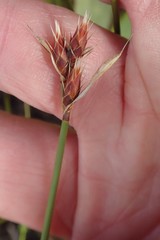 Hypodiscus alboaristatus