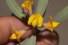 Rafnia racemosa