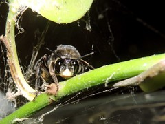 Xenoglossa gabbii