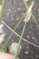 Hypodiscus alboaristatus