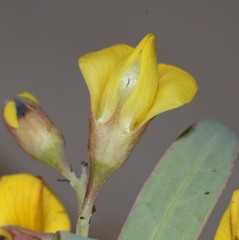 Rafnia racemosa