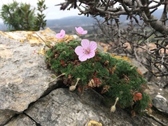 Erodium foetidum