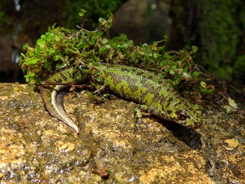 Lisbon pygmy newt, photo 4 of 10
