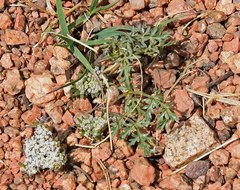 Cymopterus glomeratus