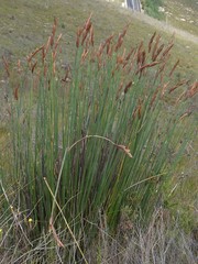 Elegia thyrsoidea