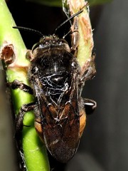 Xenoglossa gabbii