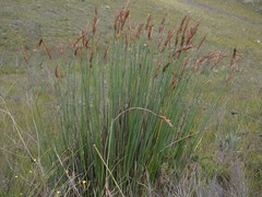 Elegia thyrsoidea